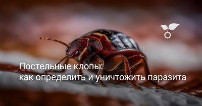 Постельные клопы: как определить и уничтожить паразита - botanichka.ru