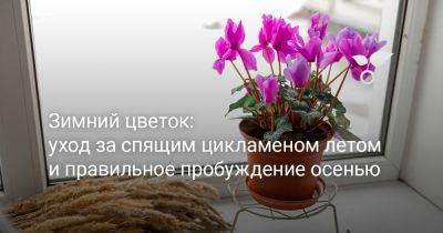 Зимний цветок: уход за спящим цикламеном летом и правильное пробуждение осенью - botanichka.ru