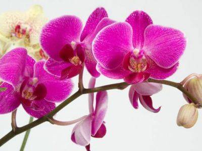 Выращивание орхидеи. Как заставлять орхидею цвести и подкармливать - fikus.guru