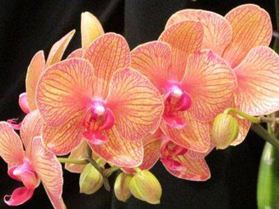 Орхидея Фаленопсис: уход в домашних условиях - fikus.guru - Австралия
