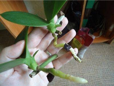 Как размножить орхидеи в домашних условиях - fikus.guru