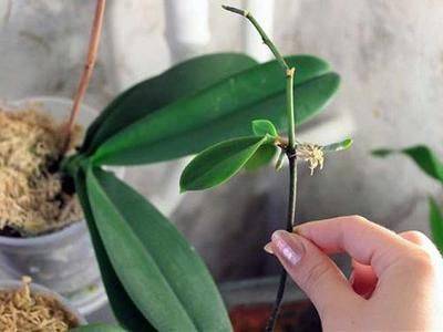 Как отсадить детку орхидеи в домашних условиях - fikus.guru - Китай