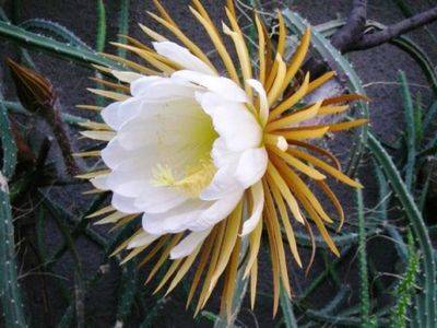 Кактус царица ночи экзотическое растение цветет ночью - fikus.guru