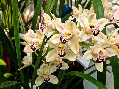 Уход за орхидеей цимбидиум в домашних условиях - fikus.guru - Китай - Австралия - Бирма