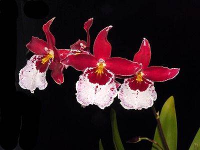 Выращивание в домашних условиях орхидеи камбрии - fikus.guru - Англия