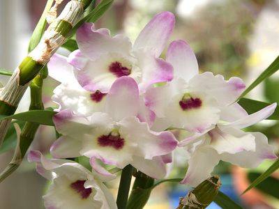 Орхидея дендробиум — уход в домашних условиях - fikus.guru - Китай - Япония - Австрия - Новая Зеландия - Швеция - Гвинея