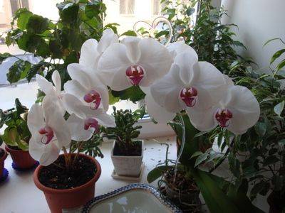 Как выращивать орхидеи в домашних условиях - fikus.guru - Россия
