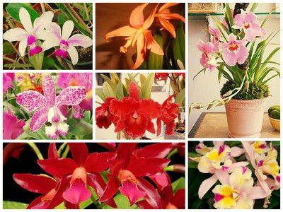 Орхидея Каттлея – уход в домашних условиях - fikus.guru - Бразилия - Венесуэла