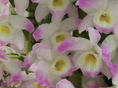 Орхидея Дендробиум нобиле (Dendrobium nobile) - fikus.guru - Китай - Индонезия - Австралия - Новая Зеландия - Гвинея