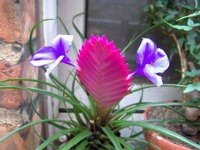 Цветок тилландсия: уход в домашних условиях, виды и сорта - fikus.guru - Мексика - Аргентина - Чили