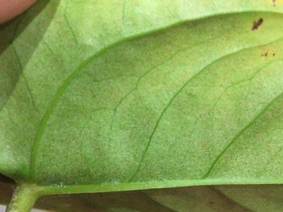 Антуриум: болезни листьев на фото, как нужно лечить растение - fikus.guru
