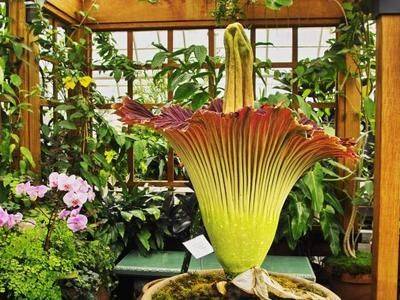 Аморфофаллус гигантский цветок, пальма или комнатное растение - fikus.guru
