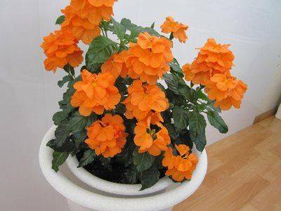 Цветок Кроссандра выращивание и уход в домашних условиях - fikus.guru - Индия
