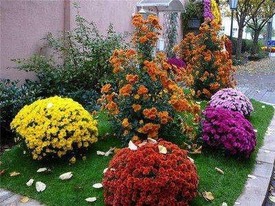 Хризантемы многолетние: посадка и уход за садовыми цветами - fikus.guru