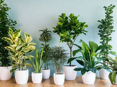 Неприхотливые комнатные растения: самые популярные виды - fikus.guru