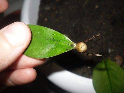 Как размножить замиокулькас, размножение долларового дерева - fikus.guru - Мадагаскар