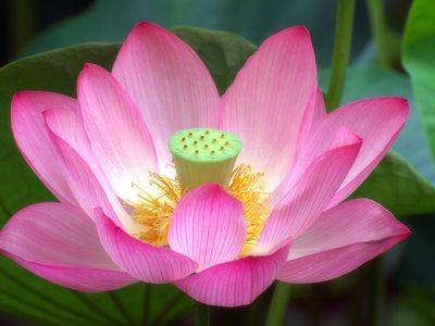 Как вырастить из плода цветок розовый лотос в домашних условиях - fikus.guru - Китай - Индия - Россия - Кубань - Австралия