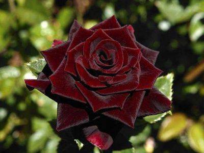 Роза черный принц гибрид чайной розы - fikus.guru - Япония