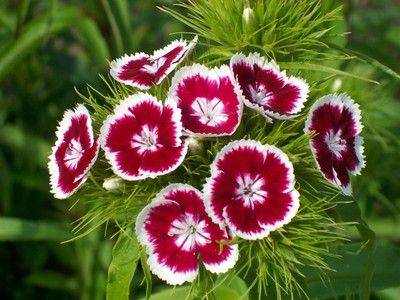 Выращивание из семян многоцветного чуда - турецкой гвоздики - fikus.guru - Англия