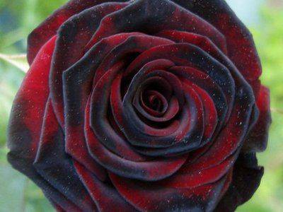 Особенности выращивания розы «Чёрная магия» - fikus.guru - Германия