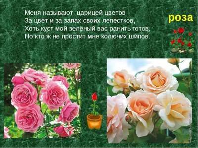 Описание розы: характеристика и полезные свойства цветка - fikus.guru - Персия