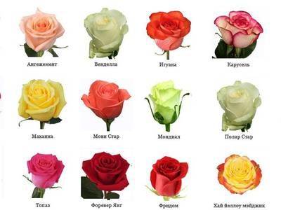 Какие бывают розы: виды и сорта - fikus.guru - Берлин
