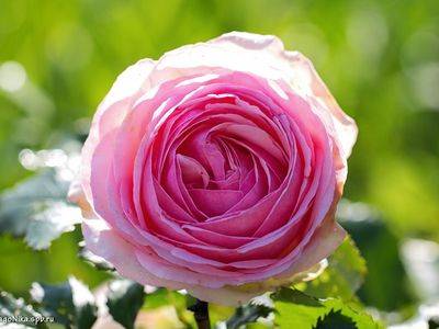 Райский цветок в вашем саду - роза Пьер де Ронсар - fikus.guru - Франция - Германия