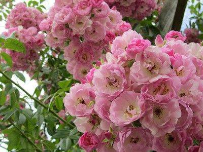 Морщинистая роза альба: особенности посадки и ухода - fikus.guru - Россия