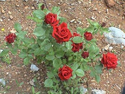 Как правильно посадить розу в открытый грунт? - fikus.guru
