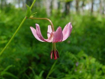 Лилия кудреватая или царские кудри — растение из Красной книги - fikus.guru