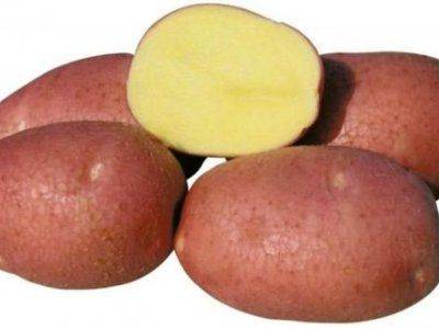 Сорт картофеля "Беллароза" – описание и характеристики - fikus.guru - Россия - Германия
