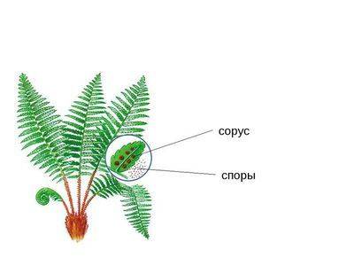 Особенности размножение папоротника спорами - fikus.guru