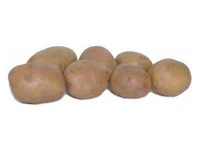 Картофеля Розара: описание сорта и особенности выращивания - fikus.guru