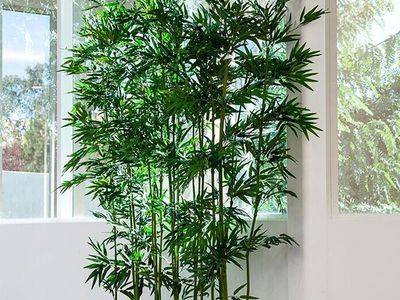 Комнатный бамбук: описание и выращивание в домашних условиях - fikus.guru