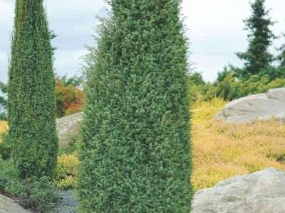 Можжевельник обыкновенный: описание вида juniperus communis - fikus.guru