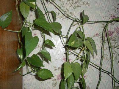 Описание растения мужегон: как выглядят такие цветы - fikus.guru