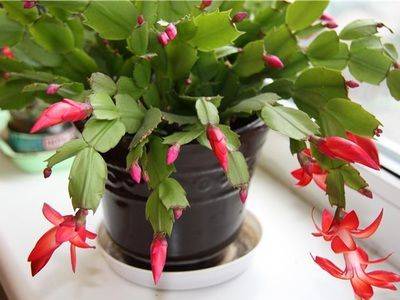 Цветок рождественник: выращивание в домашних условиях - fikus.guru - Бразилия
