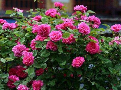 Как правильно сажать розы черенками весной - fikus.guru