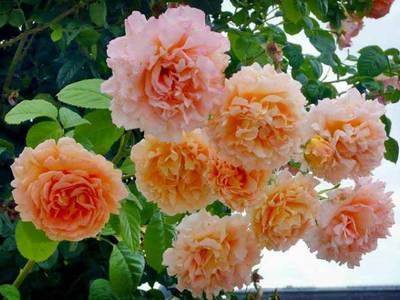 Плетистая роза полька: описание сорта, особенности выращивания и ухода - fikus.guru