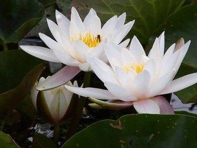 Водяная лилия: описание цветка - fikus.guru - Россия - Канада