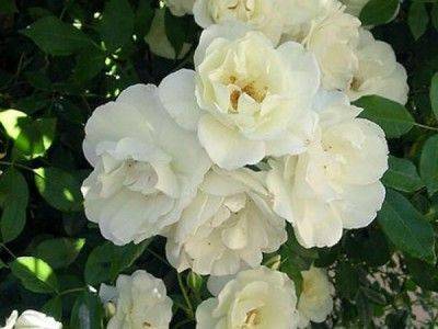 Особенности розы айсберг, плетистая роза айсберг - fikus.guru - Англия - Германия - Австралия