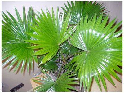 Домашняя пальма, разновидности пальм, комнатное растение и его листья - fikus.guru