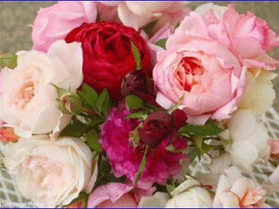 Дэвид Остин - Английская роза: описание, посадка и уход - fikus.guru