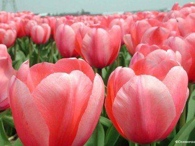 Когда пересаживать тюльпаны лучше всего – весной или осенью - fikus.guru