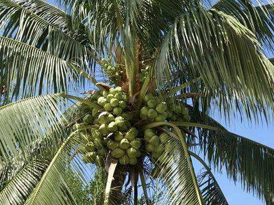Как и где растут кокосы на кокосовой пальме? - fikus.guru - Малайзия