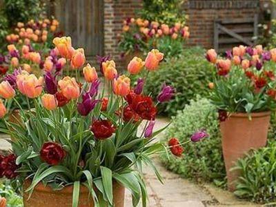 Как выращивать тюльпаны правильно на даче - fikus.guru - Голландия