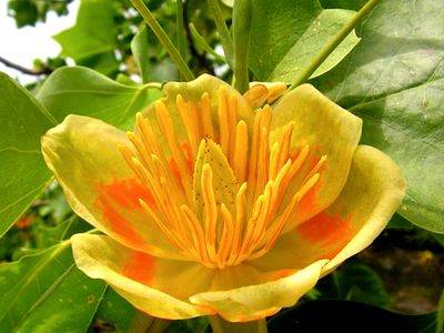 Тюльпанное (тюльпановое) дерево лириодендрон магнолия - fikus.guru - Юар - Чили