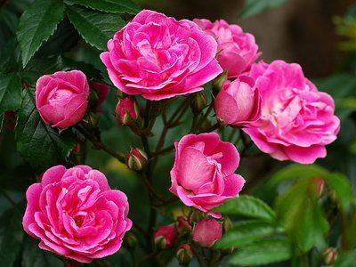 Все что необходимо знать о розах от А до Я - fikus.guru