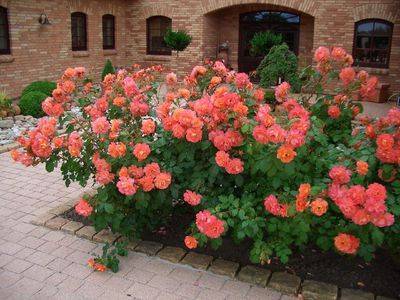 Как выращивается парковая роза вестерленд - fikus.guru - Россия - Германия