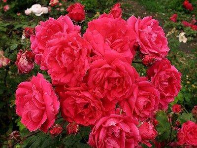 Выращивание хорошего сорта канадской парковой розы - fikus.guru - Россия - Канада